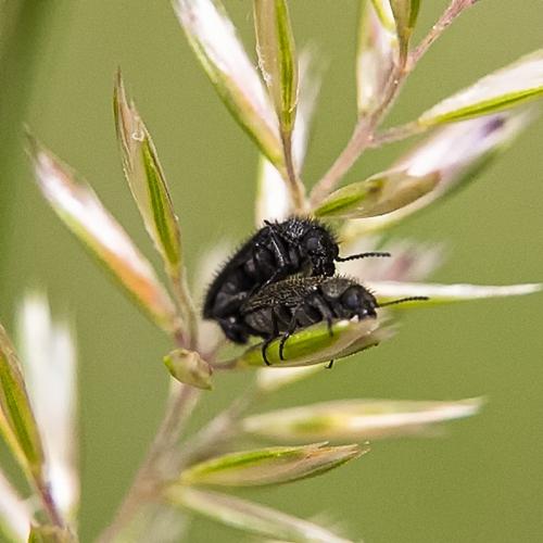 Enicopus sp.